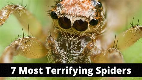 7 Most Terrifying Spiders YouTube