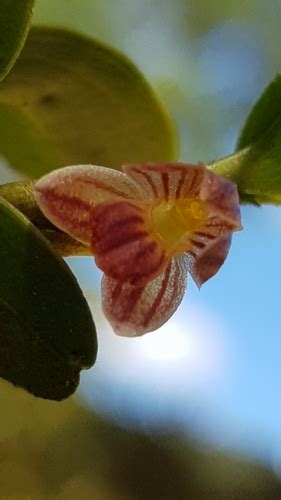 Maxillaria Wercklei Inaturalist Mexico