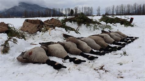 Late Season Goose Hunt In A Foot Of Snow Youtube