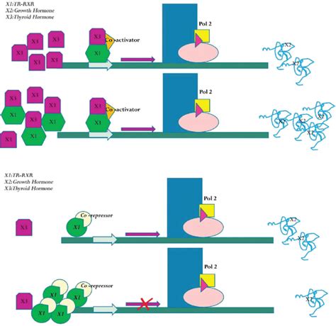 Schematic Representation Of The Three Way Interaction Between Thyroid