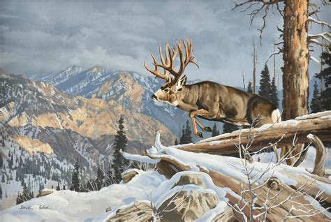 Mule Deer Paintings