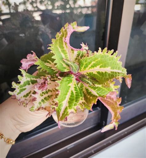 Peter's wonder Coleus, Furniture & Home Living, Gardening, Plants ...