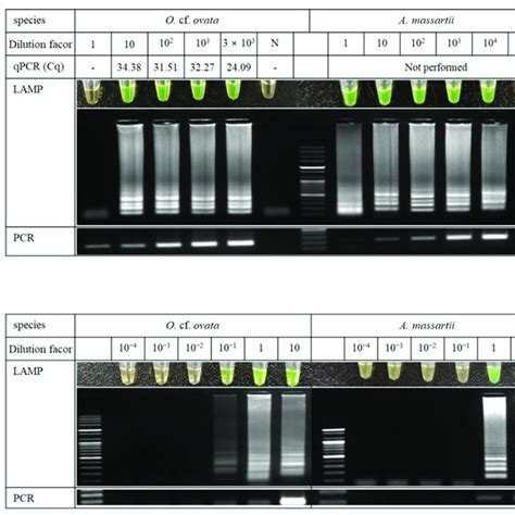 Comparison Of The Detection Sensitivity With Loop Mediated Isothermal