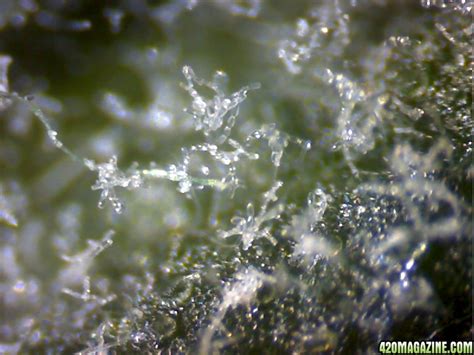 POwdery Mildew Fungus Under Microscope - 420 Magazine Photo Gallery