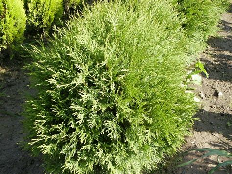 Thuja Occidentalis Globosa Jehličnaté Dřeviny Zahradnictví Franc