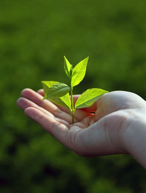 Green Sprout Stock Photo Image Of Beginnings Life Spring 14115024