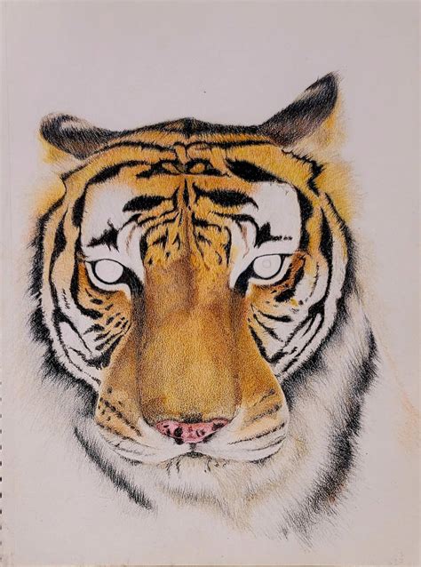 Tiger Colored pencil drawing in progress by manningb57 on DeviantArt