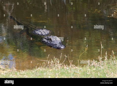 danger, reptile, swamp, crocodile, alligator, marshes, blue, danger ...