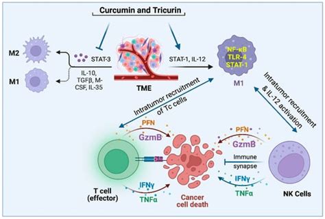 Ijms Free Full Text Why Dont The Mutant Cells That Evade Dna