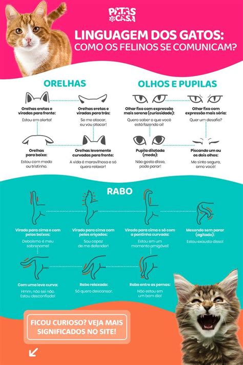 Linguagem Dos Gatos Como Os Gatos Se Comunicam Linguagem Dos Gatos