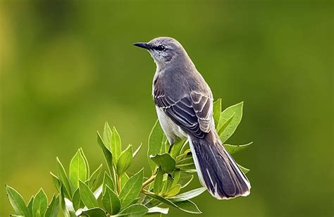 Mockingbird - Simple English Wikipedia, the free encyclopedia