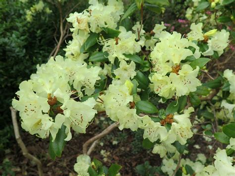 Rhododendron: The Hybrids / Rhododendron Hybrids - Trees and Shrubs Online