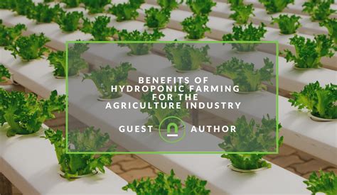 Benefits Of Hydroponic Farming For The Agriculture Industry Nichemarket