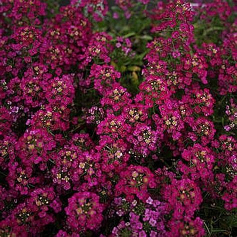 Alyssum Lobularia Maritima Easter Bonnet Deep Rose