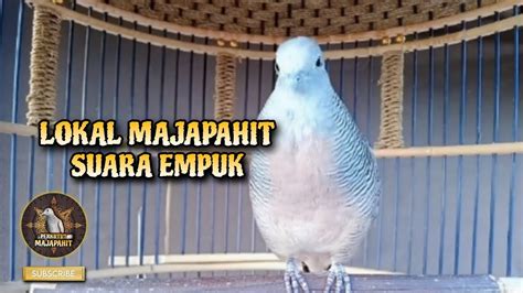 Perkutut Lokal Majapahit Suara Super Empuk Youtube