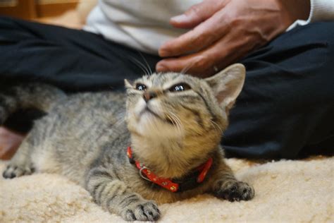 猫のあるがままを受け入れる ねりまねこ・地域猫