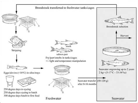 How to Farm Atlantic Salmon | The Fish Site