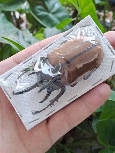 FIVE-HORNED Giant Rhino Beetle eupatorus Gracilicornis WHOLESALE ...