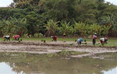 Petani Bojonegoro Mendapatkan Tambahan Pupuk Bersubsidi Surabaya Today