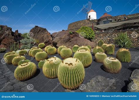 Cactus garden, Lanzarote stock image. Image of nature - 16955823