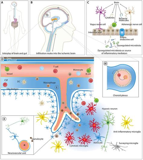 In Vivo Imaging Biomarkers Of Neuroinflammation In The Development And