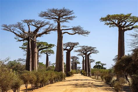 The Avenue Of The Baobabs A Prominent License Image