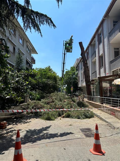 Çevre Şehircilik Ve İklim Değişikliği Bakanlığı Ağaç Kesme İşlemi