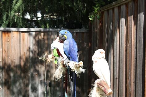 Performing "pirate" parrots | Pirate parrot, Parrot, Kids party