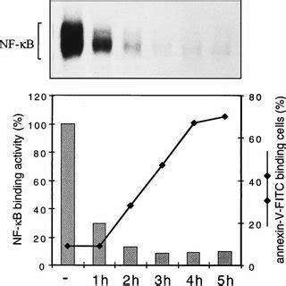 The Inhibition Of Nf B Dna Binding Activity Correlates With The