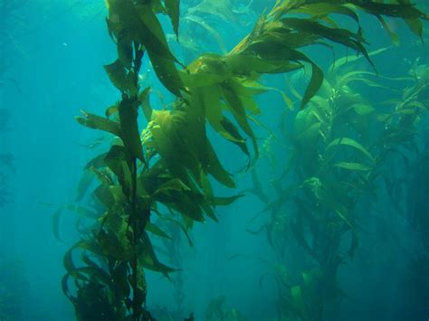 Sanc Giant Kelp Macrocystis Pyrifera California Ch Flickr