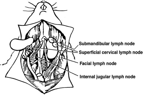 Cervical Lymph Nodes Diagram