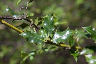 Propagation Of Holly Shrubs With Holly Seeds Or Cuttings