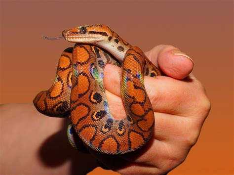 Top 10 Cutest Snake Breeds In The World Ranked