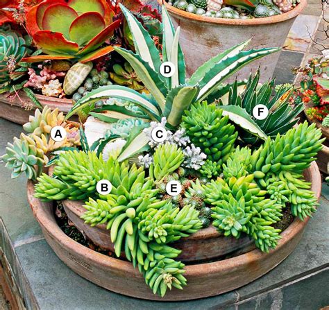 25 Outdoor Succulent Container Ideas That Resist Heat And Drought