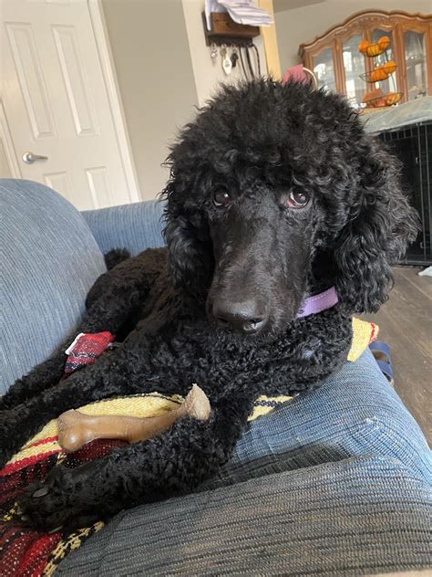 75 Months He Loves To Chew His Bone Next To Me Rpoodles