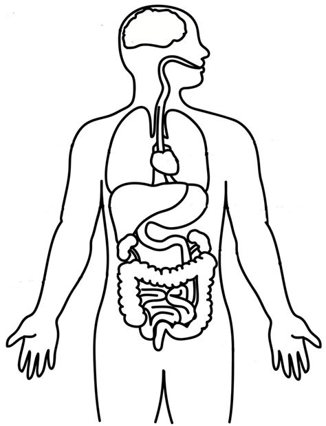 Dibujos Organos Del Cuerpo Humano Para Imprimir Y Colorear