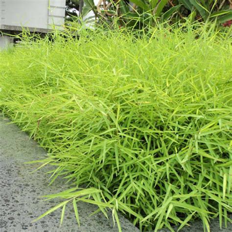 Bamboo grass (Bambusoideae) | Tooth Mountain Nursery