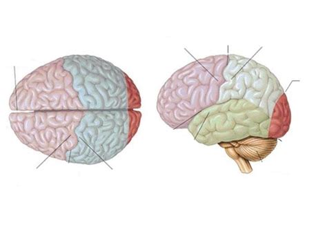 cerebrum Diagram | Quizlet