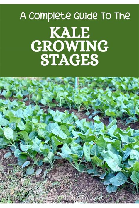 A Complete Guide To The Kale Growing Stages What To Expect Artofit