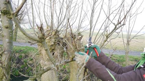 Hoe Snoei Ik Een Appelboom YouTube