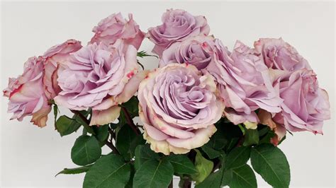 Lavender Rose Varieties