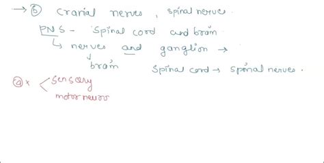 Solved The Basic Components Of The Peripheral Nervous System Are Motor