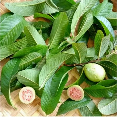 Guava Leaves Pure Natural Guava Leaf Natural Dried Guava