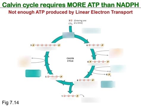 Calvin Cycle Diagram Quizlet