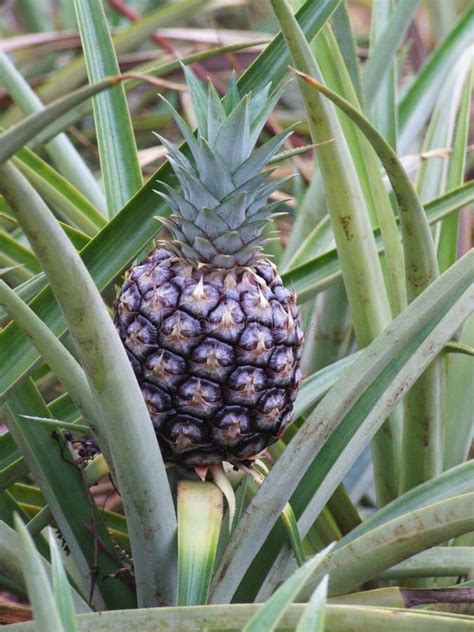 576 Pineapple Plantation Hawaii Stock Photos - Free & Royalty-Free ...