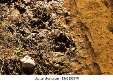 Dog Paw Print Mud Stock Photo 1365155270 | Shutterstock