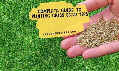 Complete Guide To Planting Grass Seed Tips Gardens Nursery