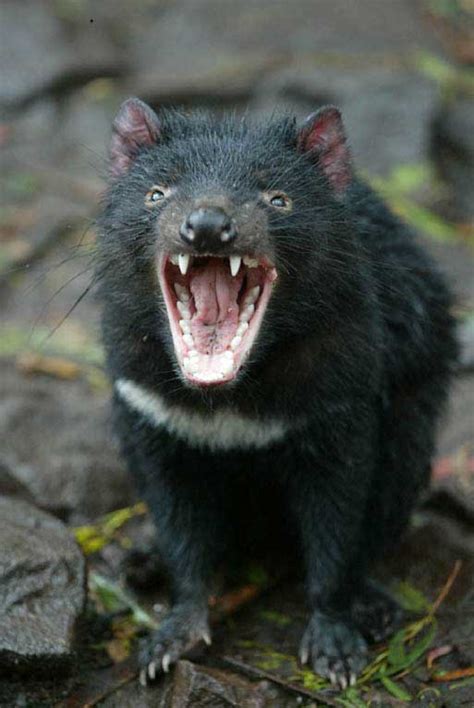 THE ANIMAL for JUST: Tasmanian devils are marsupials belonging to a ...