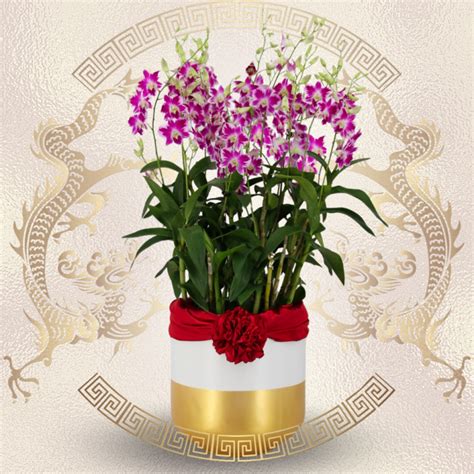 Dendrobium Ekapol Splash Arrangement 5 In 1 Toh Garden Singapore