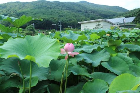 기장 철마중리~ 곰내연밭 ♥연꽃 해바라기 네이버 블로그